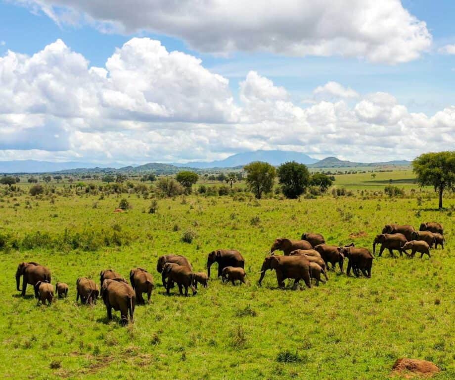The top 5 luxury lodges in Uganda for wildlife encounters like no other