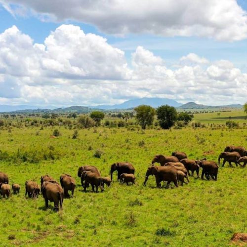 The top 5 luxury lodges in Uganda for wildlife encounters like no other
