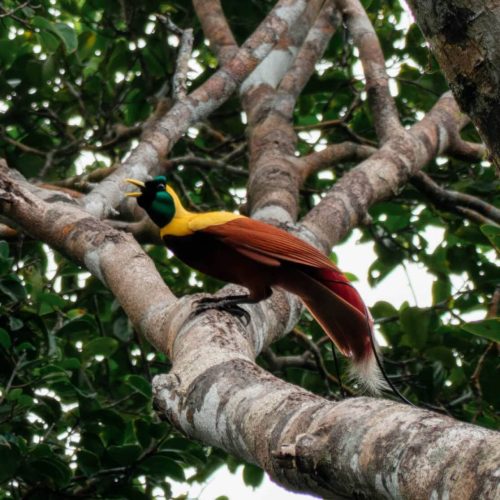 The 6 Best Things to Do on Gam in Raja Ampat